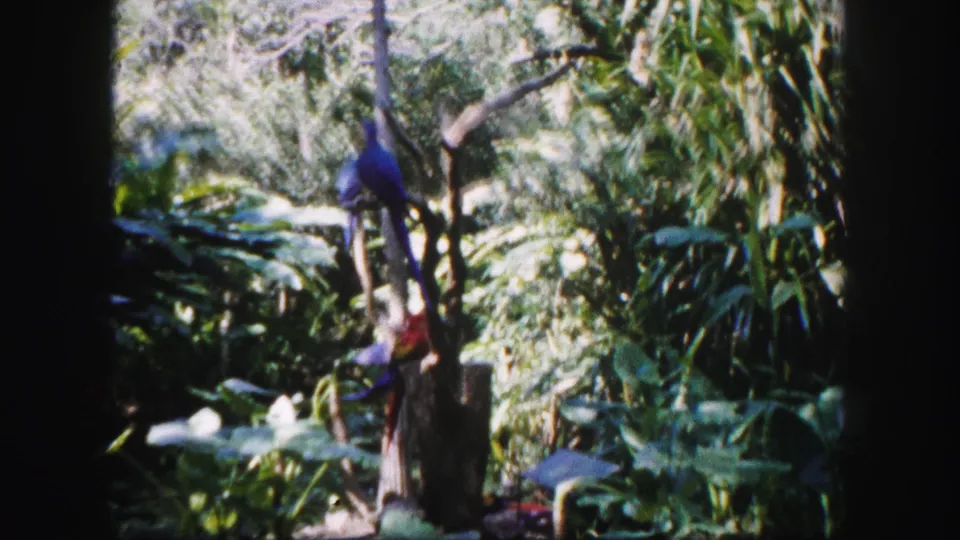1960 Tampa home-movie view of a blue macaw in a leafy bird enclosure, framed by dark 8mm film edges.
