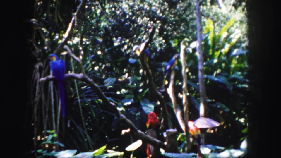 1960 Tampa frame showing multiple colorful birds, including blue and red birds, perched in a shaded tropical enclosure.