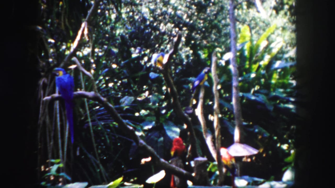 Blue and red parrots perch among branches and dense tropical foliage.