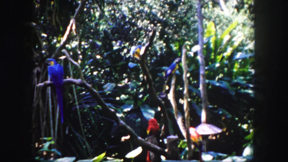 1960 Tampa 8mm frame showing colorful parrots on branches amid shaded tropical greenery.