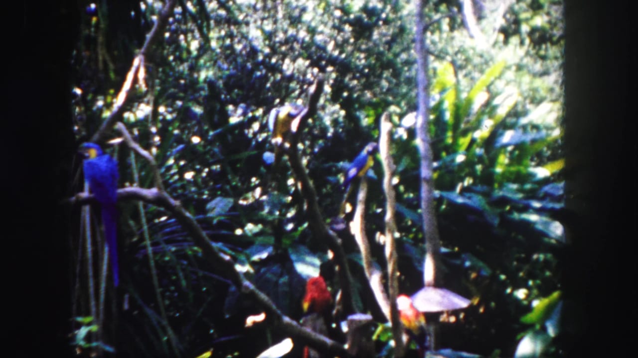 Parrots sit on branches in a leafy enclosure with bright sunlight behind them.