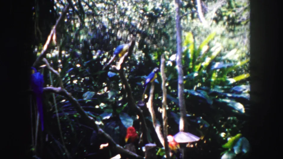 1960 home-movie frame of parrots perched in a dense tropical display, with strong 8mm color and contrast.
