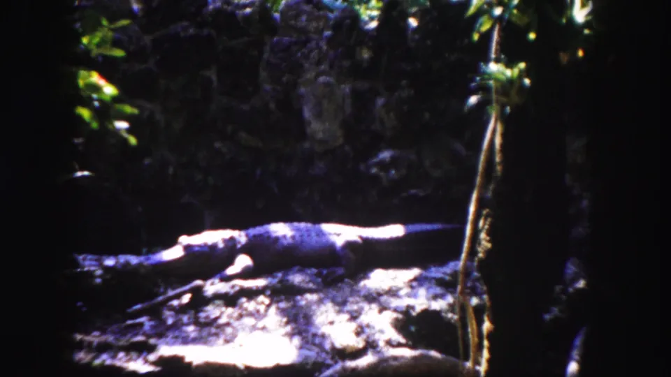 1960 Tampa 8mm frame showing a large reptile lying on rock or ground in a dark zoo-like exhibit setting.