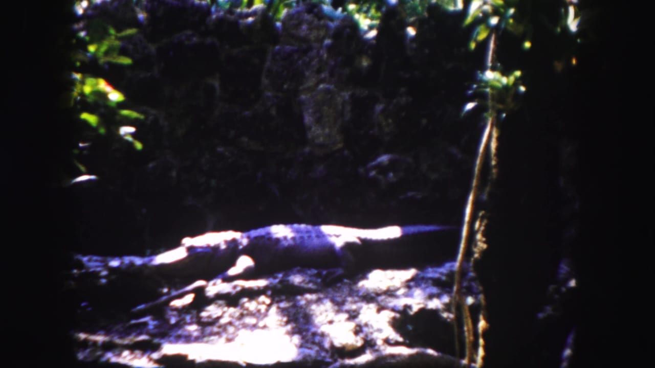 Crocodile remains stretched on a rocky mound in the Tampa enclosure, surrounded by shadowed stone and green leaves.