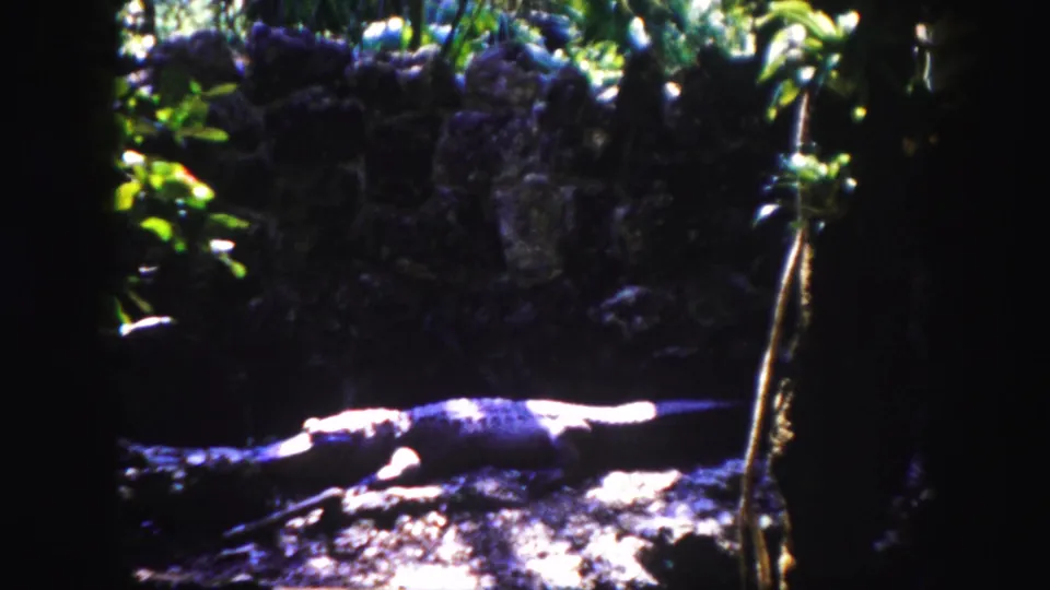 8mm frame of the crocodile lying low on a rocky surface, with dark wall texture and bright foliage above.