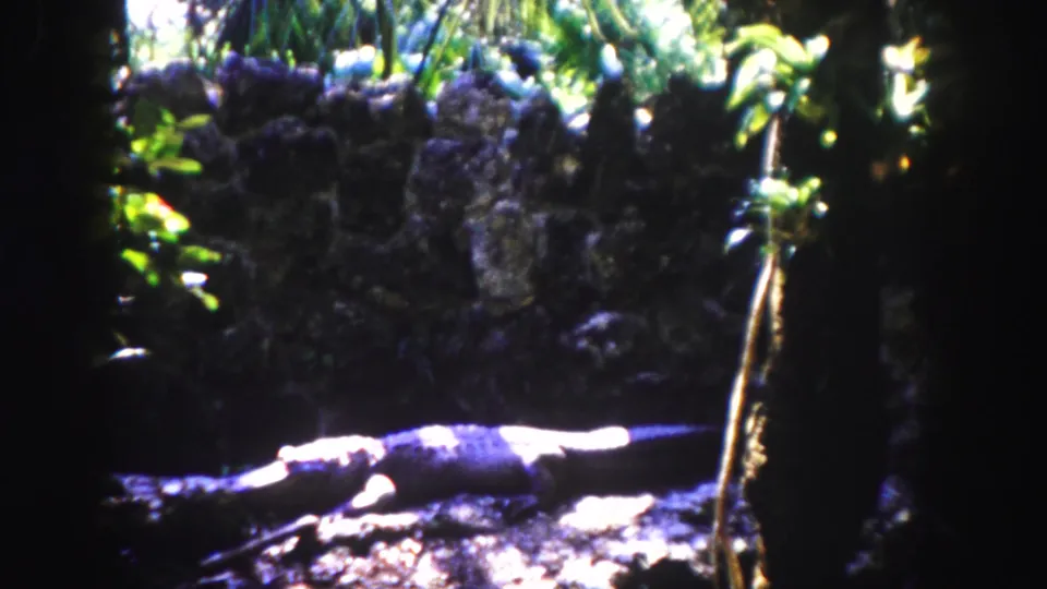 Final 1960 Tampa frame showing the crocodile still on the rocky mound, framed by shadow, foliage, and a hanging branch.