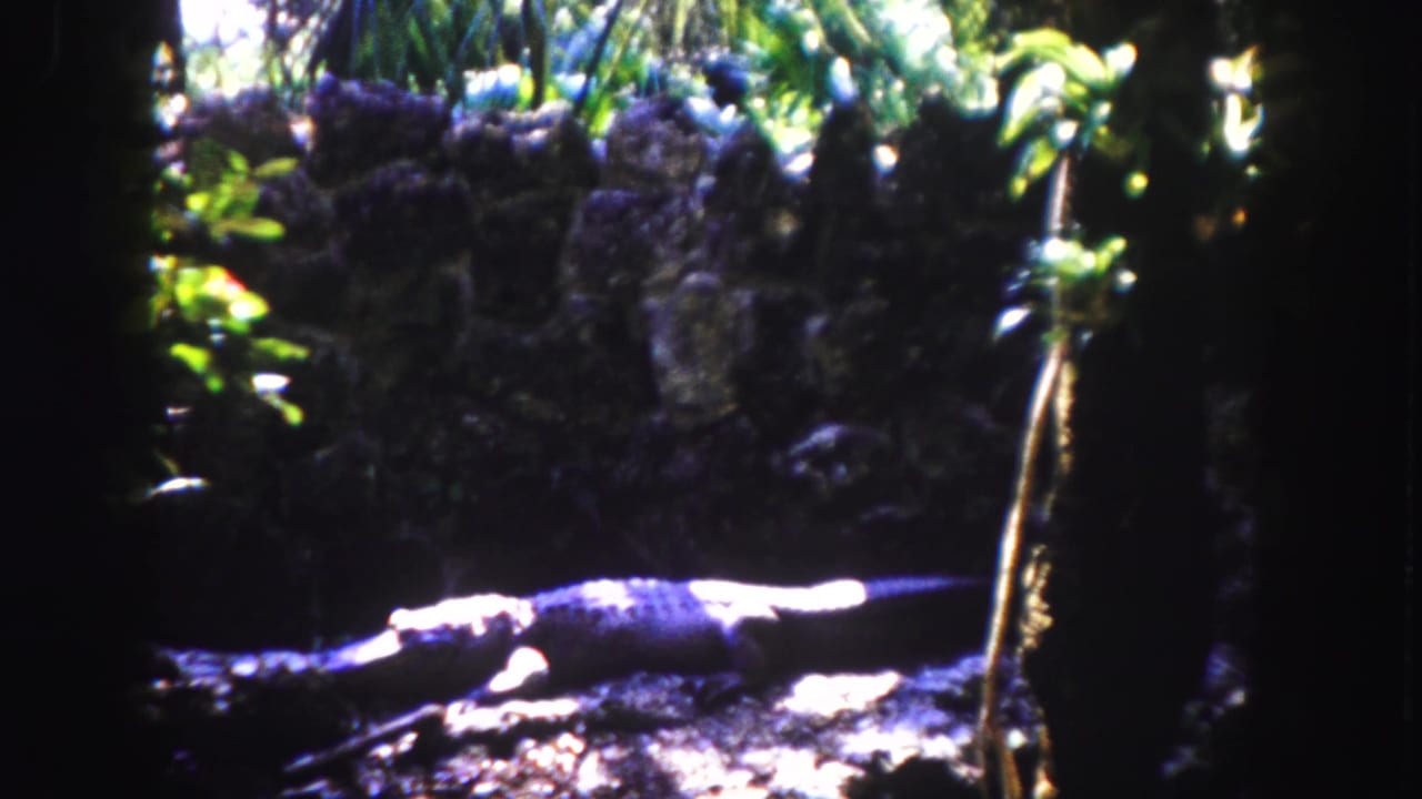 Alligator-like reptile resting near rockwork and foliage in a shaded enclosure.
