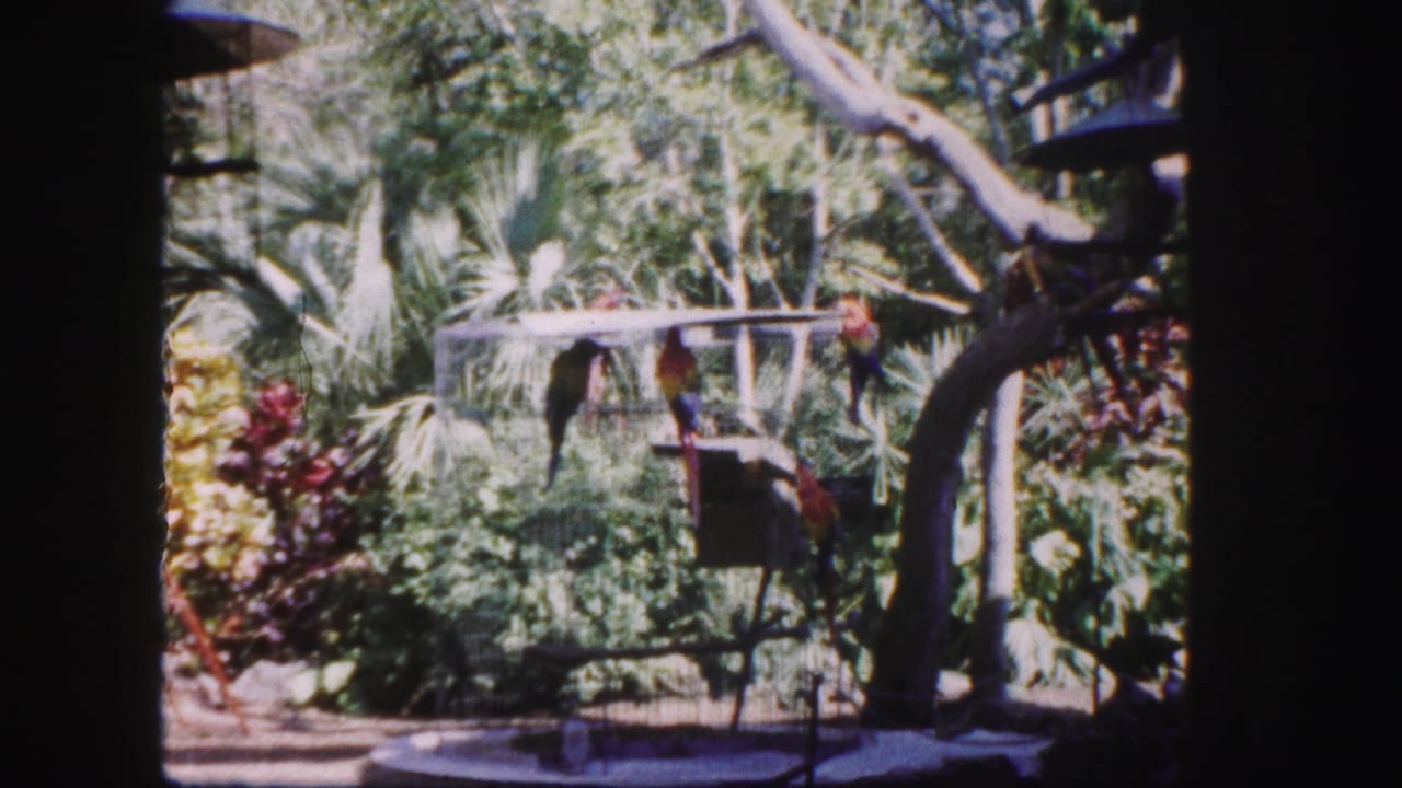 1960 Tampa 8mm frame with colorful parrots perched on and near a wire aviary cage surrounded by tropical foliage.