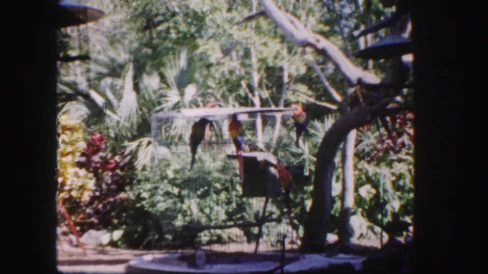 1960 Tampa 8mm frame with colorful parrots perched on and near a wire aviary cage surrounded by tropical foliage.