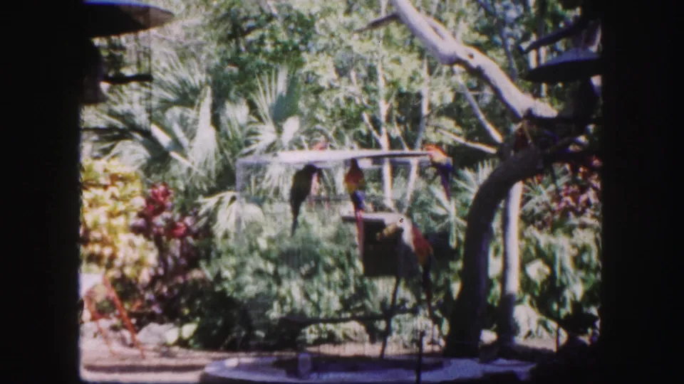 1960 Tampa home-movie frame showing parrots near an outdoor aviary cage with feeders, palms, and garden foliage.