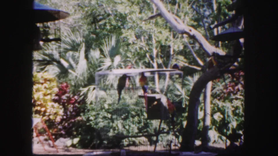 1960 Tampa 8mm frame of parrots in a landscaped aviary, with a wire cage, hanging feeder, palms, and tree branches visible.