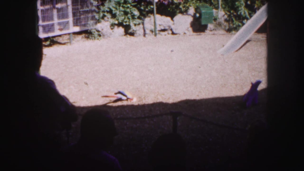 Parrots inside a sunny enclosure viewed past dark foreground silhouettes.