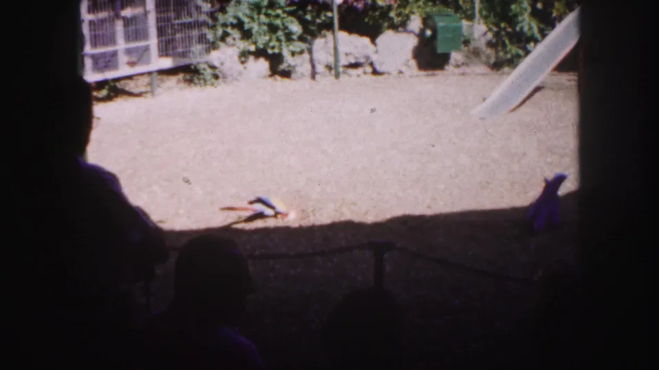 1960 Tampa park footage showing colorful parrots in a sunlit tropical enclosure, seen from a shaded visitor area.