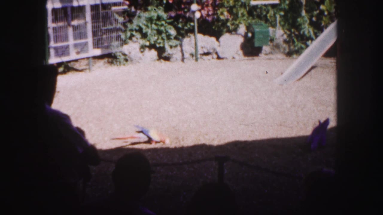 Bright enclosure with parrots on the ground and dark viewer silhouettes at the edge.