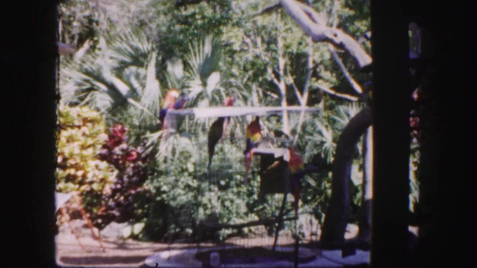 1960 Tampa home-movie frame showing parrots on branches and stands amid dense tropical foliage in a park enclosure.