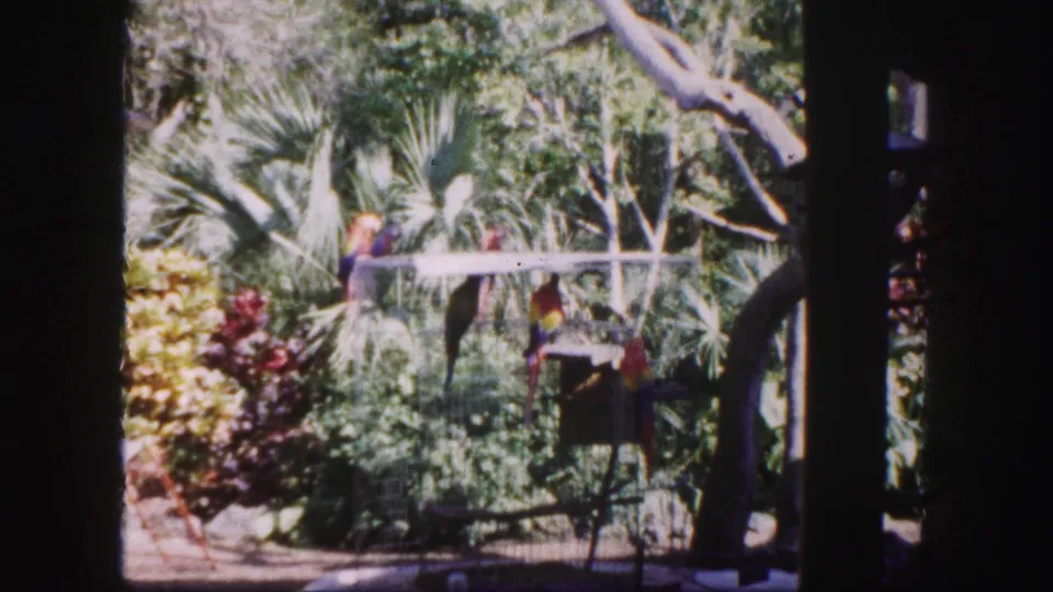 Vintage 8mm view of parrots in a Tampa tropical bird enclosure, framed by shade posts and bright foliage.