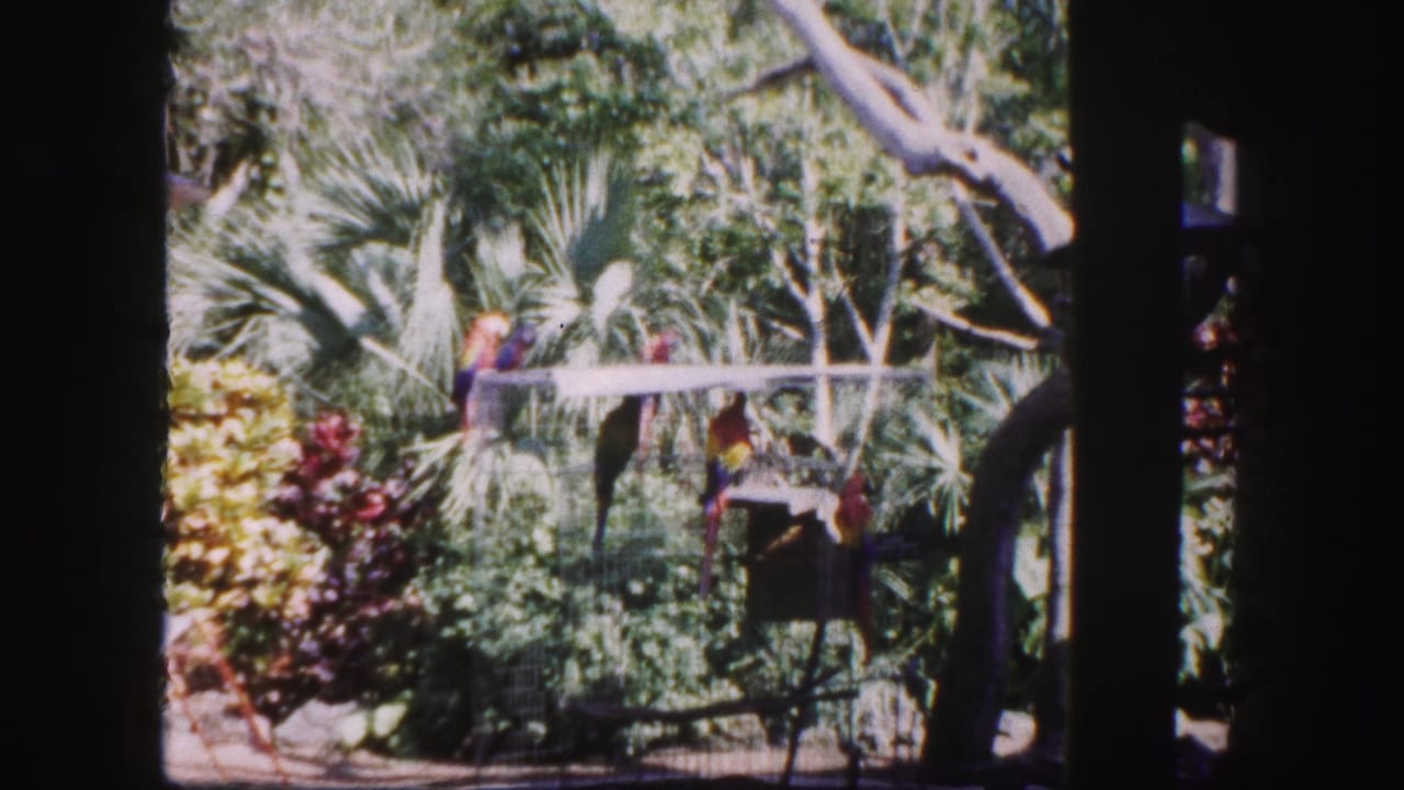 Colorful parrots perch in a leafy outdoor aviary with palms and shrubs.
