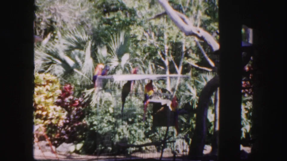 1960 Tampa zoo footage showing parrots on branches inside a tropical outdoor aviary with palms, shrubs, and shaded trees.