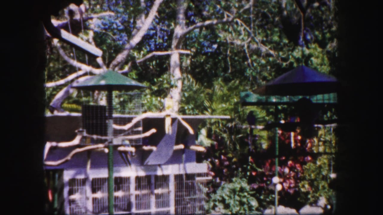 Outdoor bird enclosure with branches, cages, green roofs, and tropical plants.