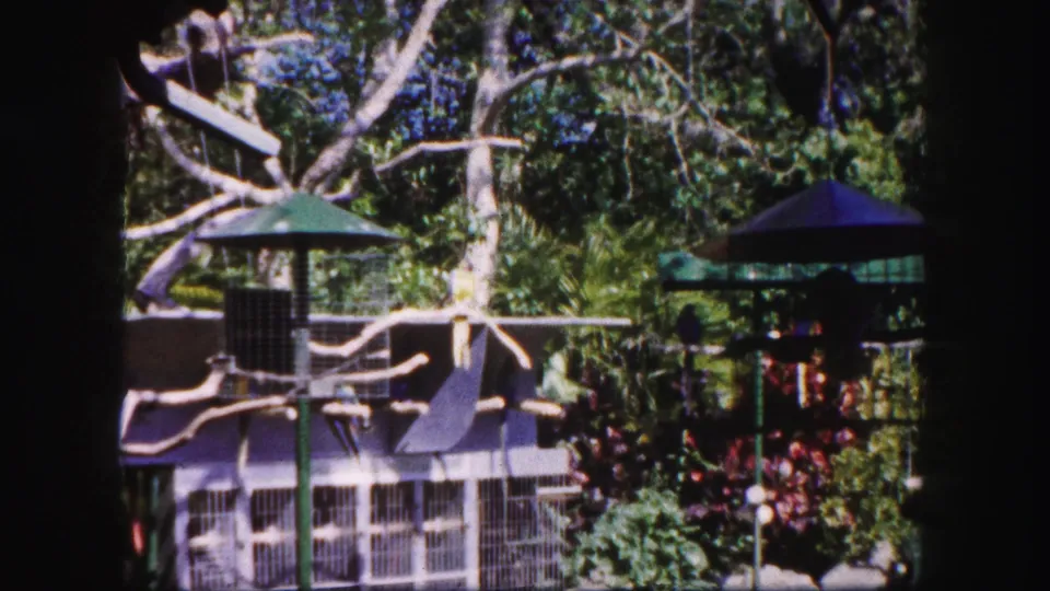 1960 Tampa zoo aviary view with branch perches, wire cages, green-roofed feeding stations, and dense tropical landscaping.
