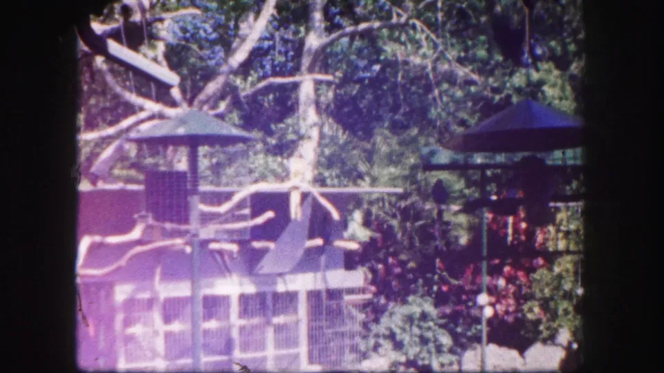 Faded 1960 Tampa zoo frame showing the tropical aviary, with wire cages, branch perches, green roofs, shrubs, and heavy foliage.