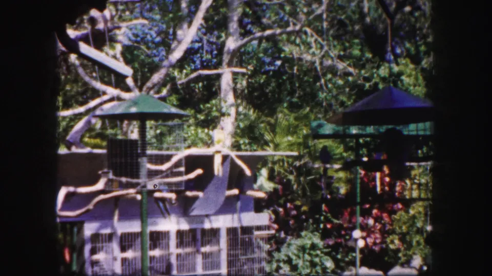 1960 Tampa zoo footage showing the aviary enclosure with branch perches, green-roofed feeders, wire cages, and tropical trees.
