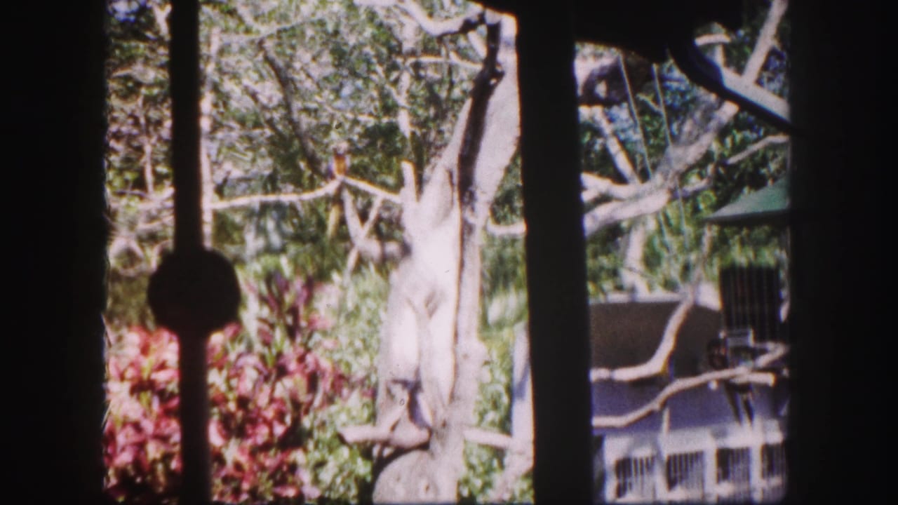 1960 Tampa home-movie view of a pale tree, foliage, and animal enclosure structures behind dark window framing.