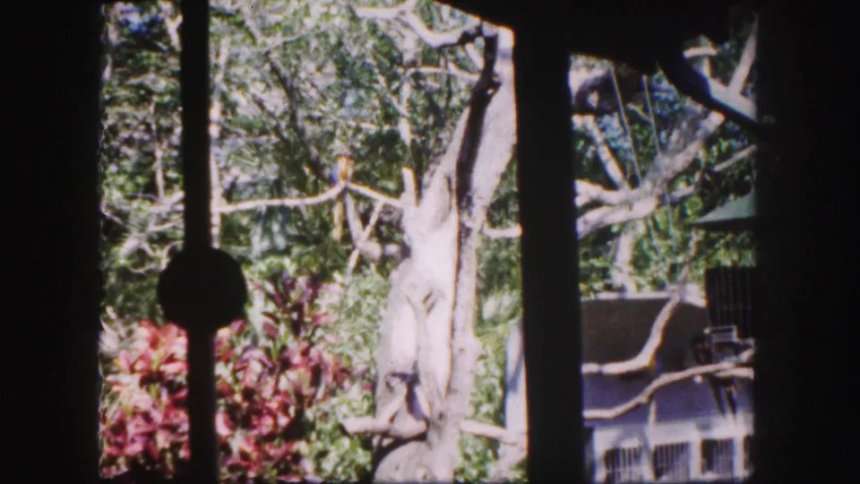 1960 Tampa 8mm still with tropical plants, pale branching tree, and barred habitat structures seen from behind window mullions.