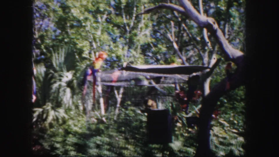 1960 Tampa 8mm frame showing a leafy enclosure with canopy shade, branching trees, and a distant indistinct form among the plants.
