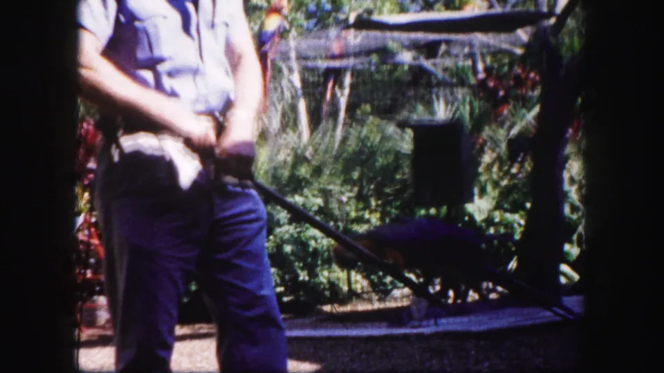 A handheld 8mm frame shows the man's lower body and the parrot on its stick beside foliage and a low garden enclosure in Tampa.