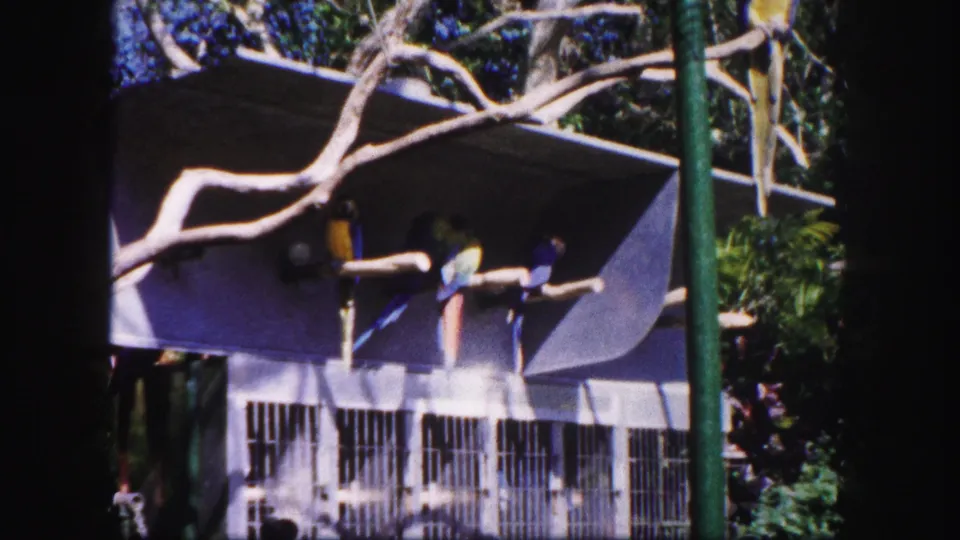 The final frame centers on an outdoor aviary in the Tampa garden, with branch perches, fencing, and several perched parrots.