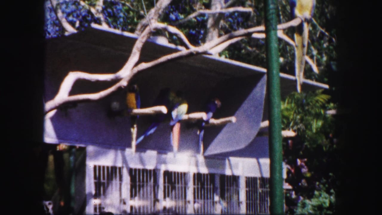 Blue parrots perched on branches above cages in a tropical aviary.