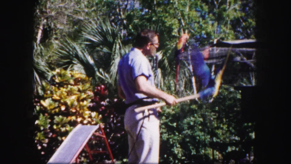 A zookeeper with glasses faces a blue parrot on a stick among dense tropical foliage in the Tampa aviary setting.