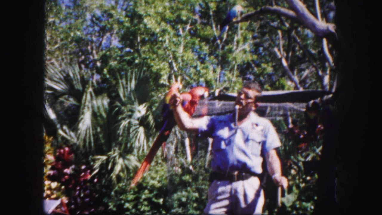 Red macaw spreads its wings while perched on a man's arm.