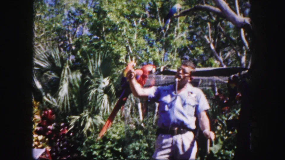 In the Tampa 1960 home-movie frame, a red macaw opens its wings on a man's arm amid branches and tropical foliage.