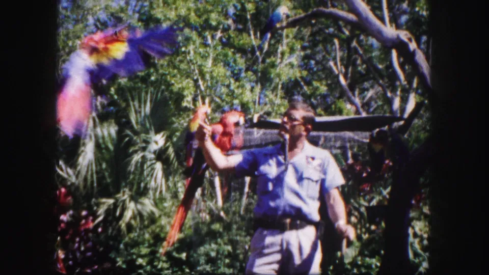 A moving macaw blurs across the foreground while the man holds a red macaw in the 1960 Tampa wildlife setting.