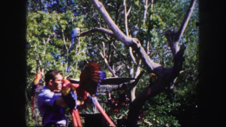 The man turns beneath branching trees as a red macaw flares near his arm, with another bird visible in the enclosure.
