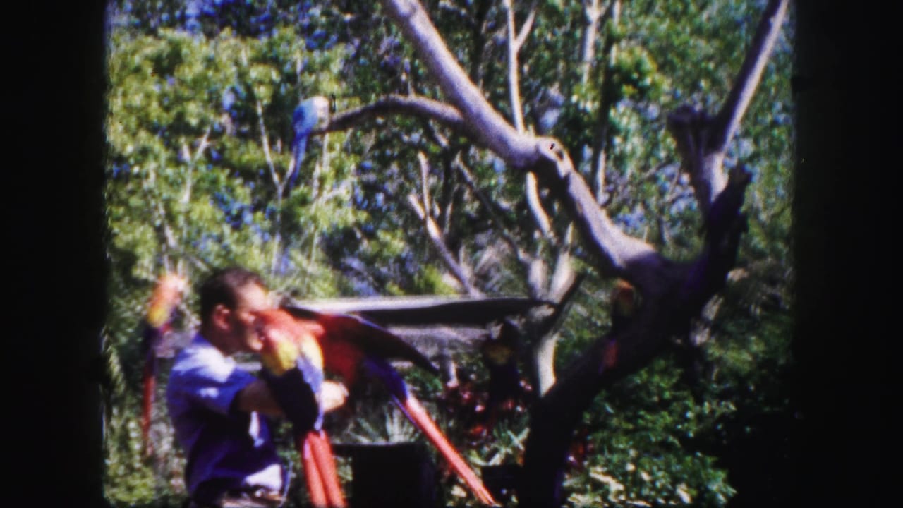 Man in a light shirt stands among trees with a colorful macaw near his arm.