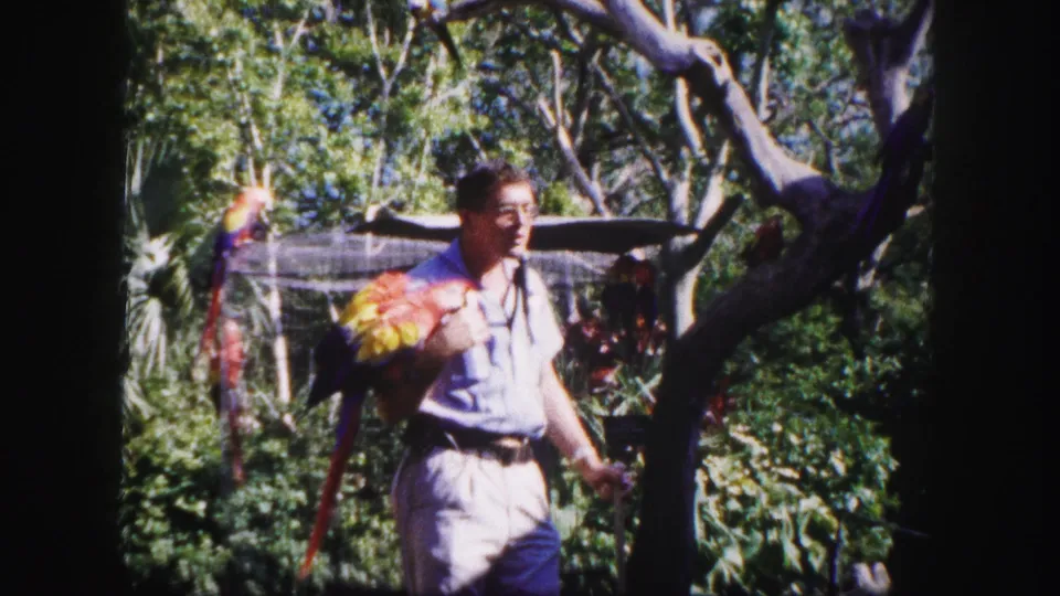 Man in glasses walks through a Tampa tropical aviary in 1960 with a colorful macaw on his arm and parrots behind him.