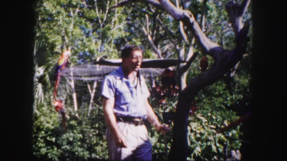 1960 Tampa aviary footage shows a man walking among trees, tropical plants, and perched parrots in bright daylight.