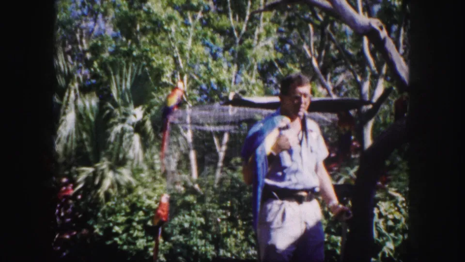 A man in the 1960 Tampa aviary holds a blue-and-yellow macaw amid trees, tropical plants, and a netted bird area.