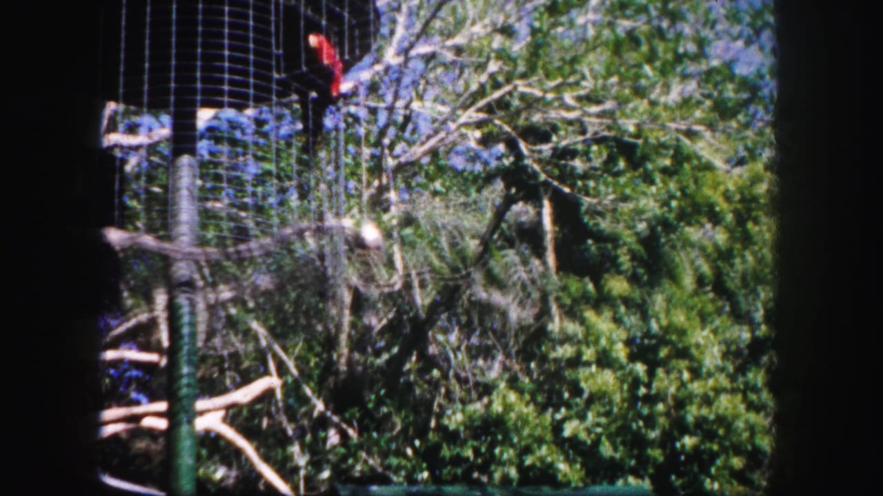 1960 Tampa aviary frame with wire mesh, perched red parrots, wooden branches, and dense tropical greenery.