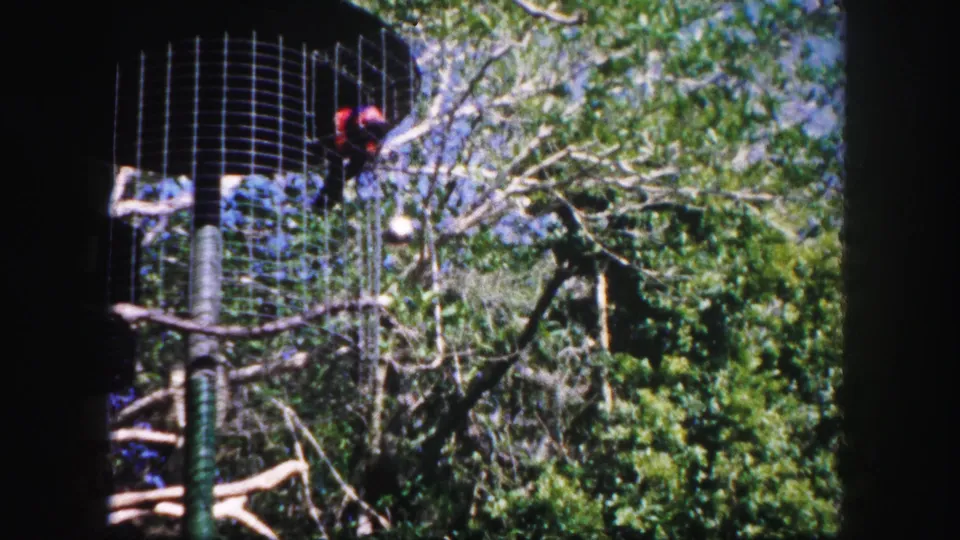 1960 Tampa home-movie frame focused on an outdoor bird enclosure with perches, wire mesh, and surrounding foliage.