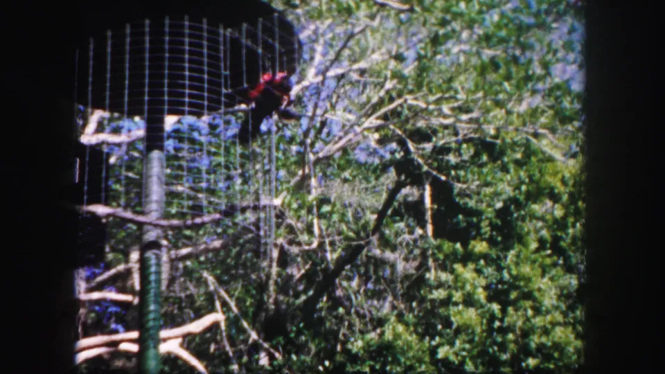 1960 Tampa aviary frame showing a red parrot near wire mesh, wooden perches, and dense green trees.