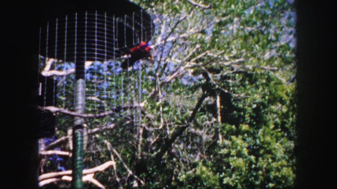 Colorful parrot perched on a branch inside a tall wire aviary surrounded by foliage.