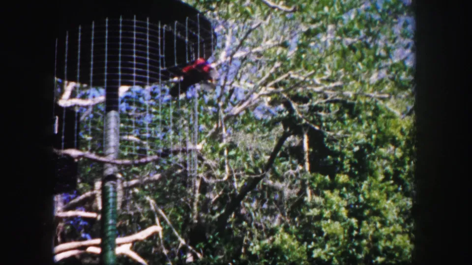 1960 Tampa home-movie frame showing a red and blue parrot on a branch within a wire aviary amid dense green foliage.