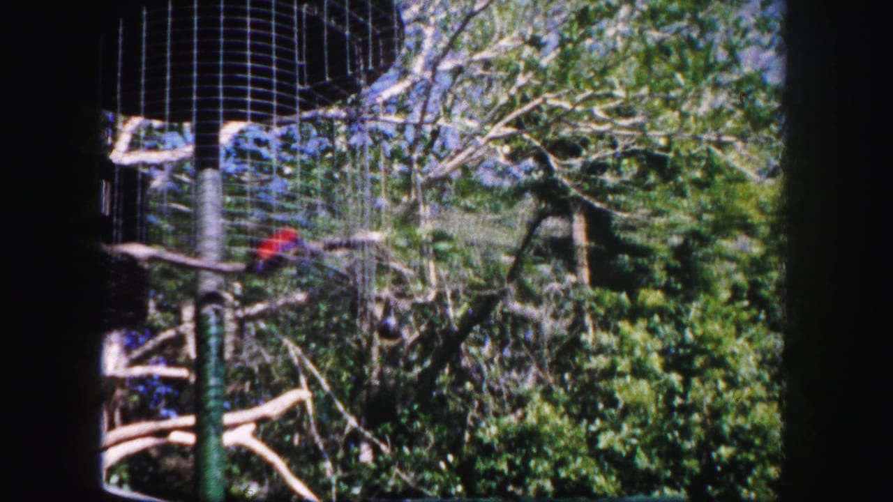 Parrot moving along a branch near the top of a wire aviary with trees behind it.