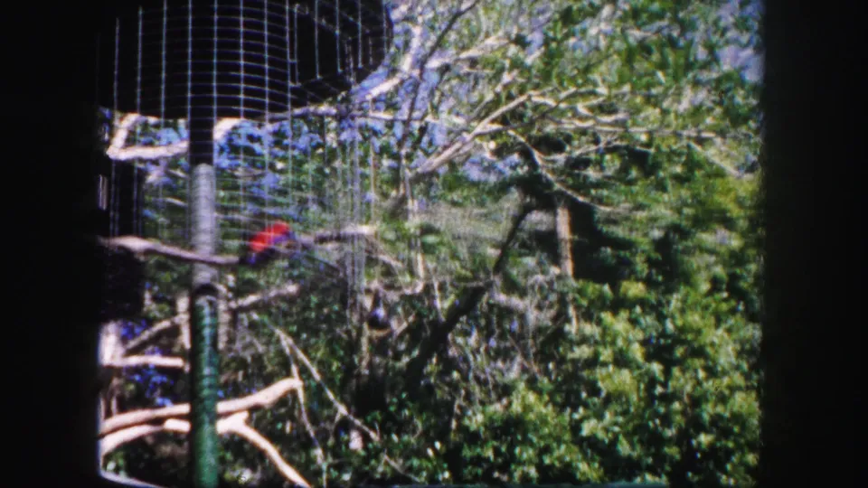 1960 Tampa reserve view of a colorful parrot on a high branch inside a wire enclosure, framed by trees and foliage.