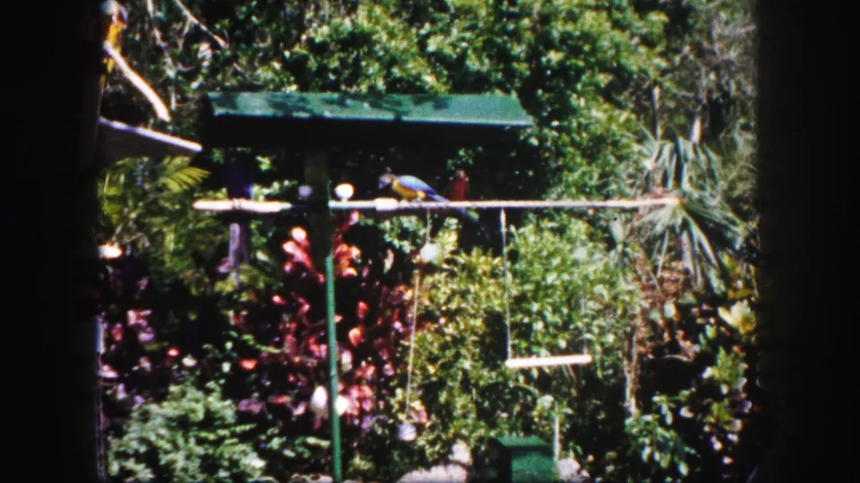 1960 Tampa nature reserve frame with birds perched near a garden railing, dense plants, and a small shaded shelter below aviaries.