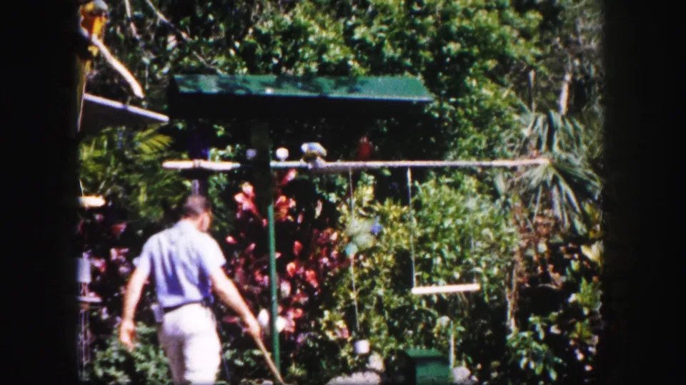 1960 Tampa home-movie frame showing a man walking past landscaped bird enclosures with perched birds and tropical foliage.